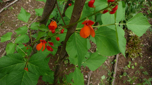 Runner beans