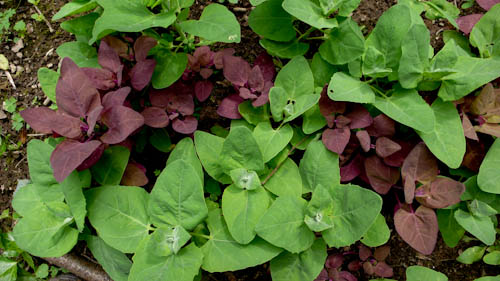 Tuinmelde