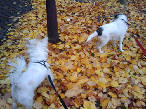 Herfst in Amsterdam