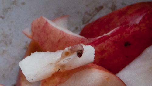 Worm van de bestoken appels