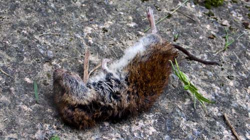 vermoorde muis