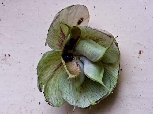 helleborus zaaddoos