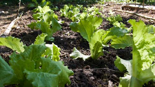 Sla