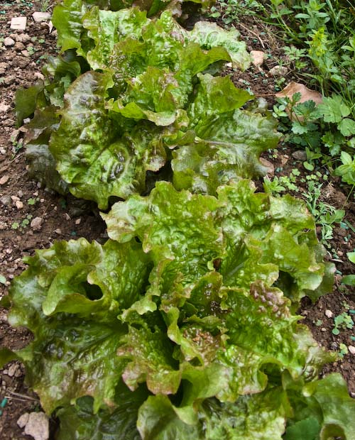 Sla uit de tuin