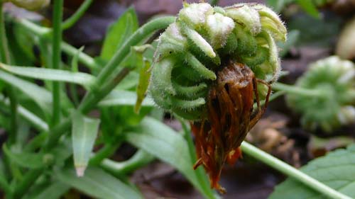 Ouwe goudsbloem